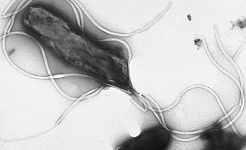 Бактерия Helicobacter pylori. Фото